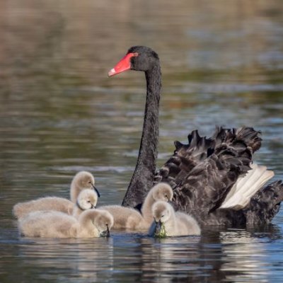 A black swan with a red beak on water with a group of grey fluffy cygnets in front of her